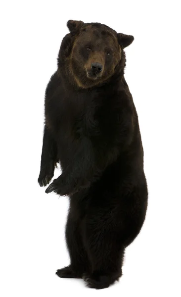 Orso bruno siberiano, 12 anni, disteso davanti allo sfondo bianco — Foto Stock
