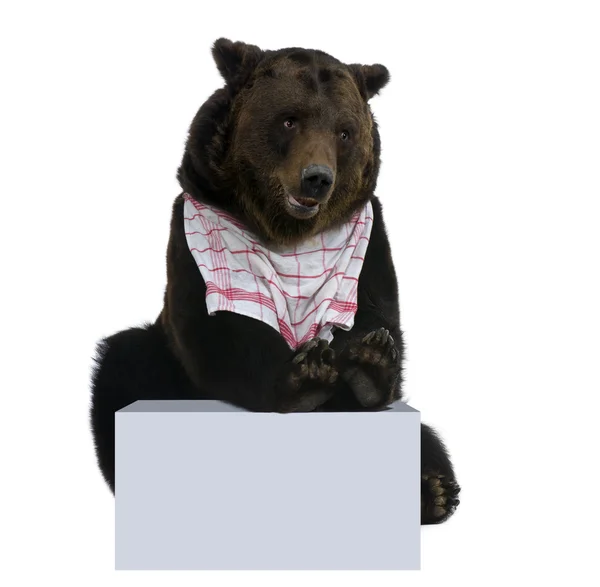 Urso castanho siberiano, 12 anos, contra fundo branco — Fotografia de Stock