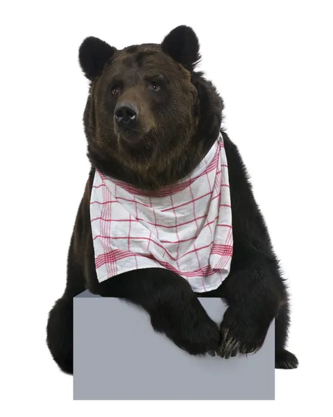Syberyjski niedźwiedź brunatny, 12 lat, siedząc z śliniak białym tle — Zdjęcie stockowe