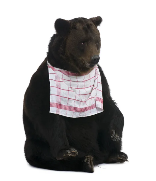 Siberian Brown Bear, 12 years old, sitting with bib on in front of white background — Stock Photo, Image