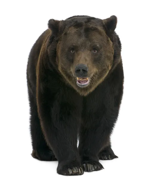 Сибирский коричневый медведь, 12 лет, идет на белом фоне — стоковое фото