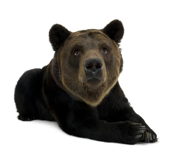 Сибирский коричневый медведь, 12 лет, идет на белом фоне — стоковое фото