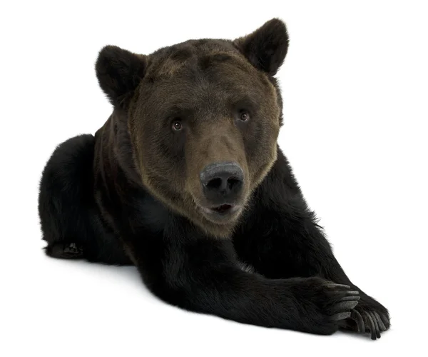Sibirisk brunbjörn, 12 år, liggande framför vita backg — Stockfoto