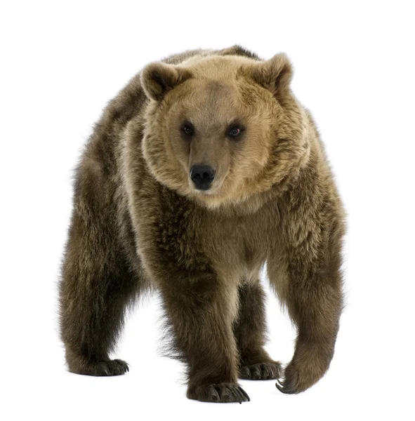 Medvěd hnědý, 8 let, před bílým pozadím pěší — Stock fotografie