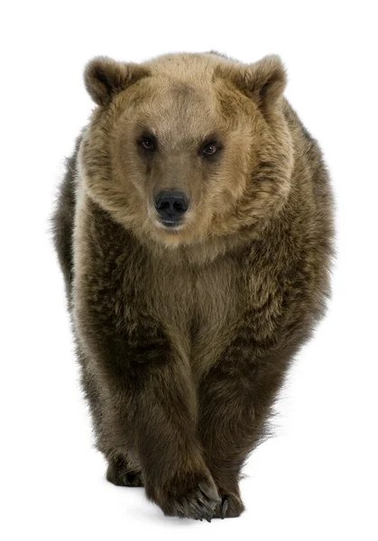 Brown Bear, 8 years old, walking in front of white background — Stock Photo, Image