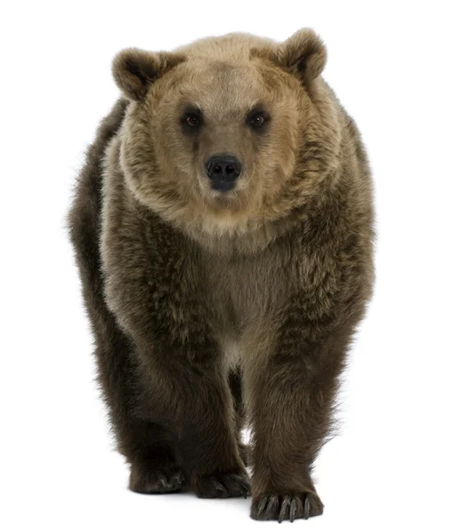 女性棕色的熊，8 岁，走路白色背景 — 图库照片