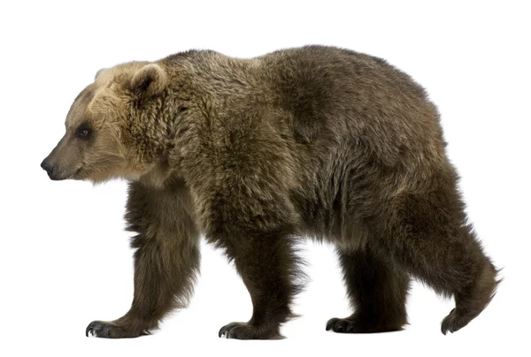 棕色的熊，8 岁，走在前面的白色背景 — 图库照片