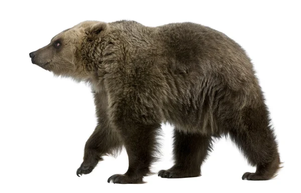 Bruine beer, 8 jaar oud, wandelen voor witte achtergrond — Stockfoto