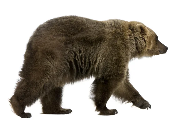 棕色的熊，8 岁，走在前面的白色背景 — 图库照片