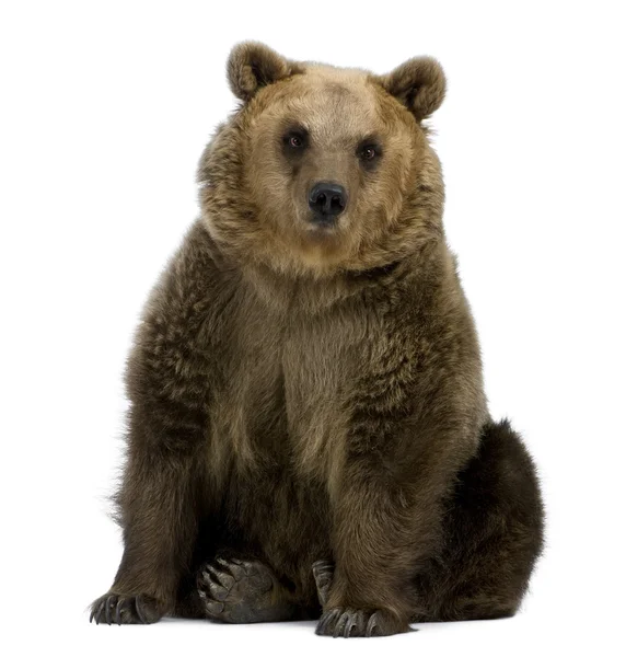 Bruine beer, 8 jaar oud, zit op witte achtergrond — Stockfoto