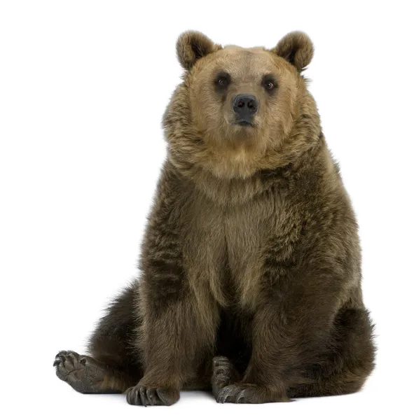 棕色的熊，8 岁，坐在白色背景前 — 图库照片