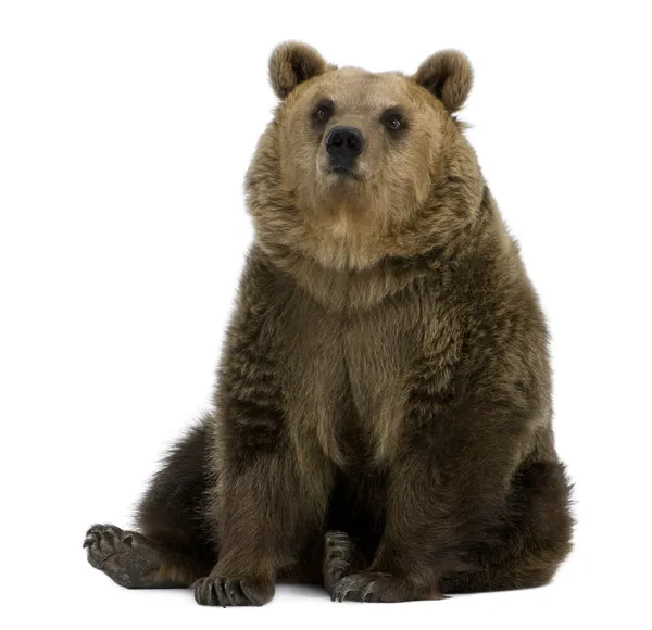 Vrouwelijke bruine beer, 8 jaar oud, zittend tegen witte achtergrond — Stockfoto