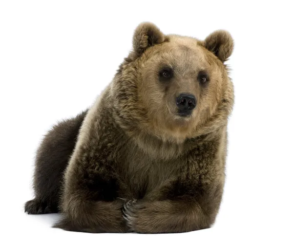 Женщина, коричневый медведь, 8 лет, лежит на белом фоне — стоковое фото