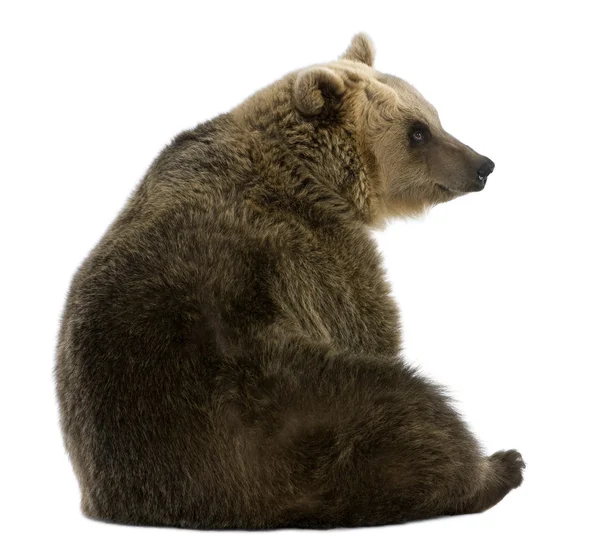 Женщина, коричневый медведь, 8 лет, сидит на белом фоне — стоковое фото