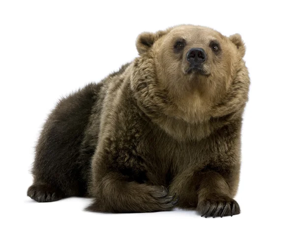 Braunbär, 8 Jahre alt, vor weißem Hintergrund liegend — Stockfoto