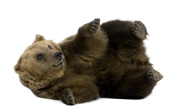 Brown Bear, 8 anos, deitado na frente do fundo branco — Fotografia de Stock