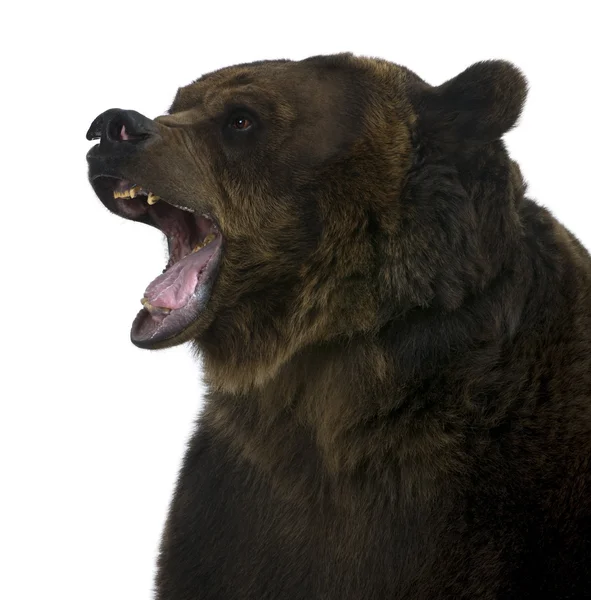 Grizzly bear, 10 years old, standing upright against white background — Stock Photo, Image