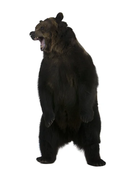 Orso grizzly, 10 anni, in piedi su sfondo bianco — Foto Stock