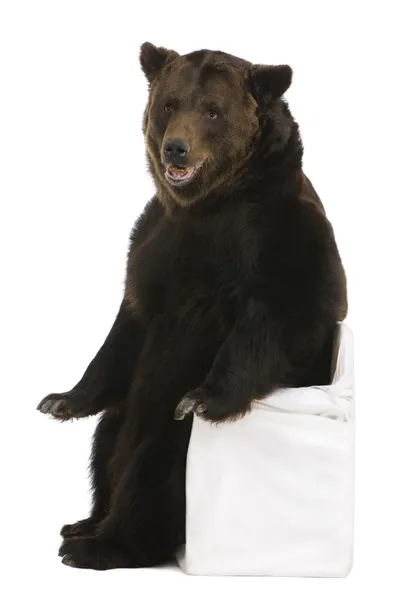 Ženské medvěd hnědý, 12 let, před bílým pozadím — Stock fotografie