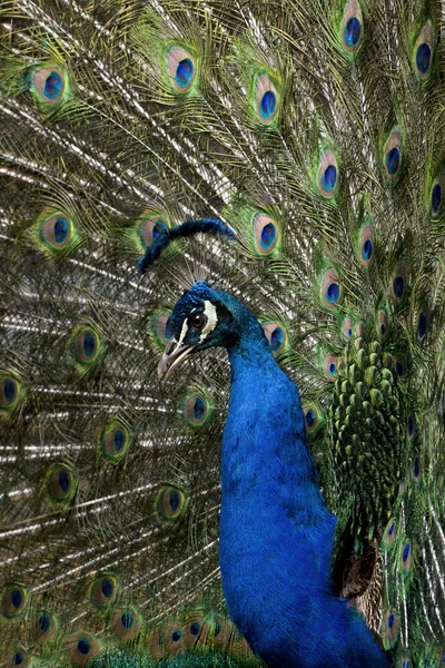 Close-up de Peafowl Indiano Masculino exibindo penas da cauda — Fotografia de Stock