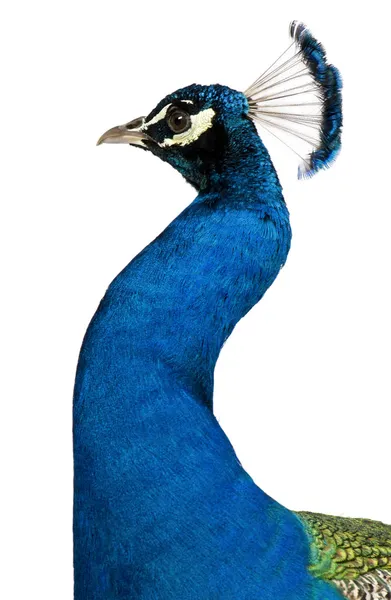 Peacock in front of white background — Stock Photo, Image