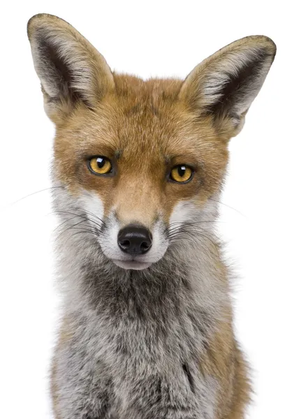 Red fox, 1 jaar oud, staande voor de witte achtergrond — Stockfoto