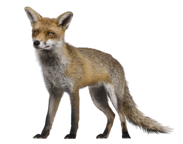 Red Fox, 1 год, стоит на белом фоне
