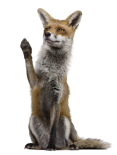 Red Fox, 1 year old, standing in front of white background — Stock Photo, Image