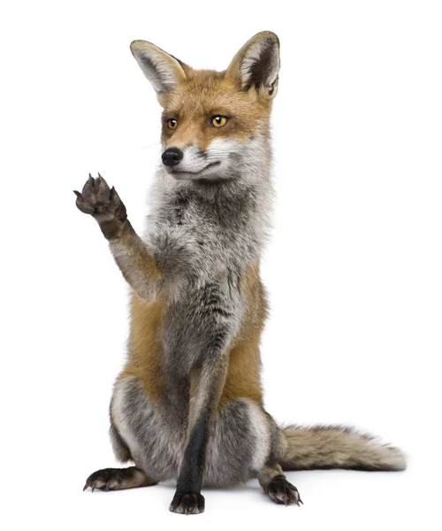 Red fox, 1 rok starý, stojící před bílým pozadím — Stock fotografie