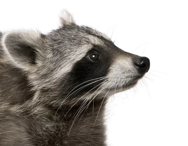 stock image Raccoon in front of white background
