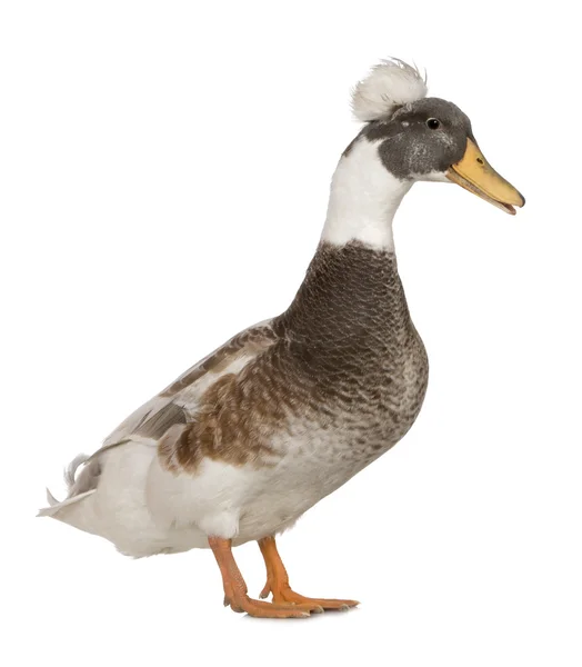 Erkek tepeli ördek, 3 yıl yaşlı, beyaz arka planı ayakta — Stok fotoğraf