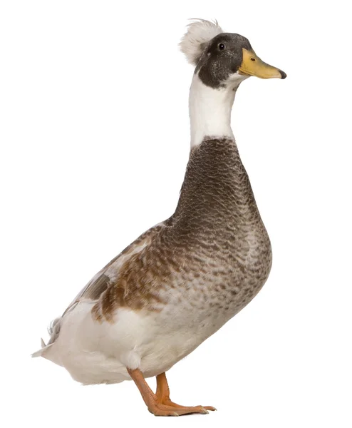 Мужчина Crested Duck, 3 года, стоит на белом фоне — стоковое фото