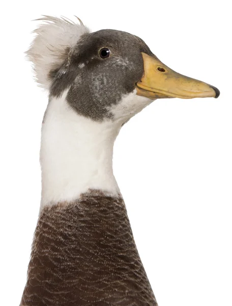 Erkek tepeli ördek, 3 yıl yaşlı, beyaz arka planı ayakta — Stok fotoğraf