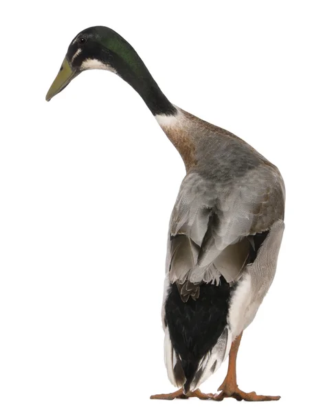 Rear view of a Male Indian Runner Duck looking at the camera, 3 years old, standing in front of white background — Stock Photo, Image