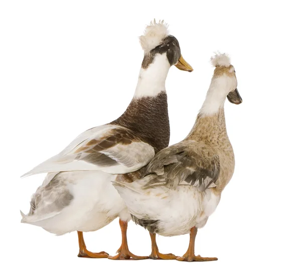 Masculino e feminino Patos Crested, 3 anos, de pé em frente ao fundo branco — Fotografia de Stock