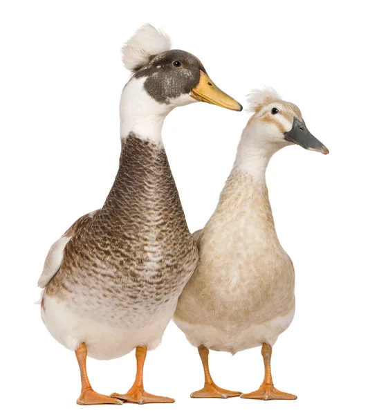 Patos crestados macho y hembra, de 3 años, de pie frente al fondo blanco — Foto de Stock