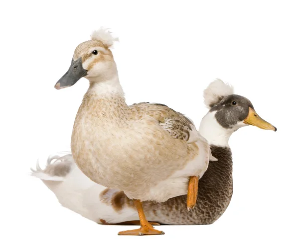 Male and female Crested Ducks, 3 years old, standing in front of white background — Stock Photo, Image