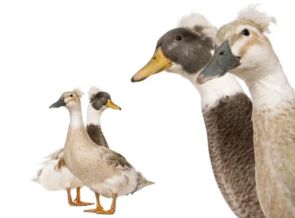 Primer plano de los patos crestados macho y hembra, de 3 años, de pie frente al fondo blanco —  Fotos de Stock