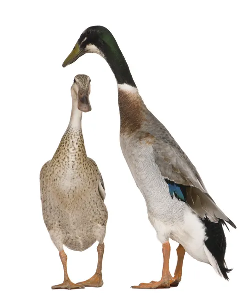 Male and female Indian Runner Ducks, 3 years old, standing in front of white background — Stock Photo, Image