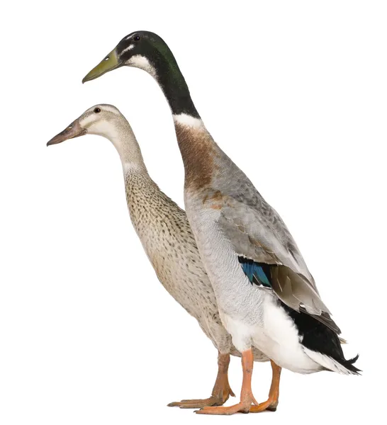 Male and female Indian Runner Ducks, 3 years old, standing in front of white background — Φωτογραφία Αρχείου