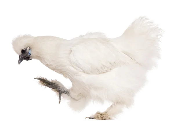 White Silkie chicken, 6 months old, standing in front of white background — Stock Photo, Image