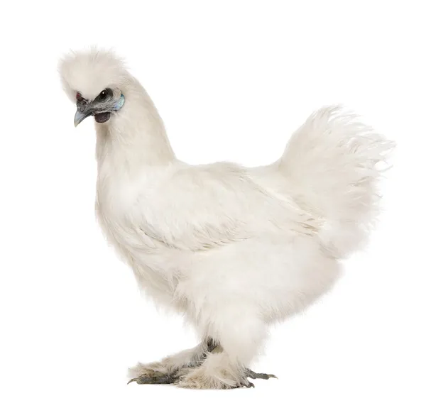 화이트 Silkie 닭고기, 6 개월, 흰색 배경 앞에 서 서 — 스톡 사진