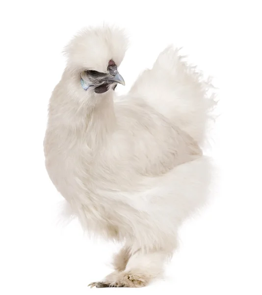 White Silkie chicken, 6 months old, standing in front of white background — 图库照片