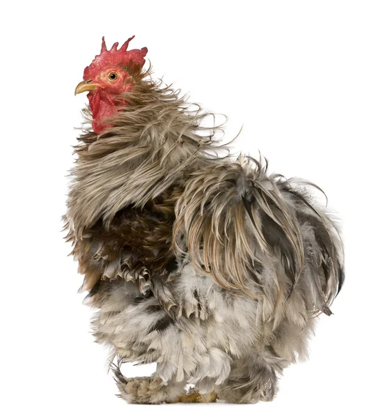 Curly feathered rooster Pekin, 1 years old, standing in front of white background — Stock Photo, Image