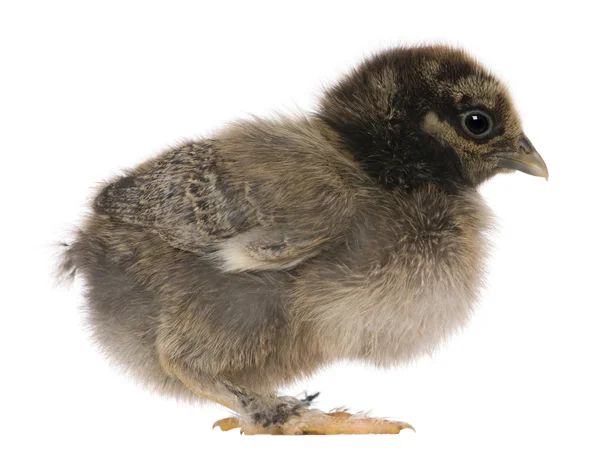 Chick, 15 days old, standing in front of white background — Stock Photo, Image