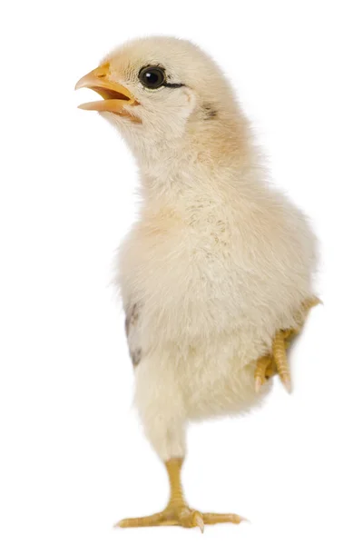 Цыпленок, 15 дней, стоит на одной ноге перед белым фоном — стоковое фото