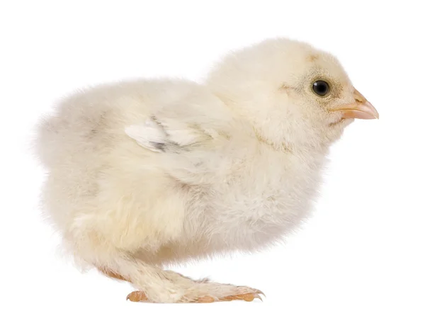 Chick, 15 días de edad, de pie sobre una pierna delante de fondo blanco — Foto de Stock