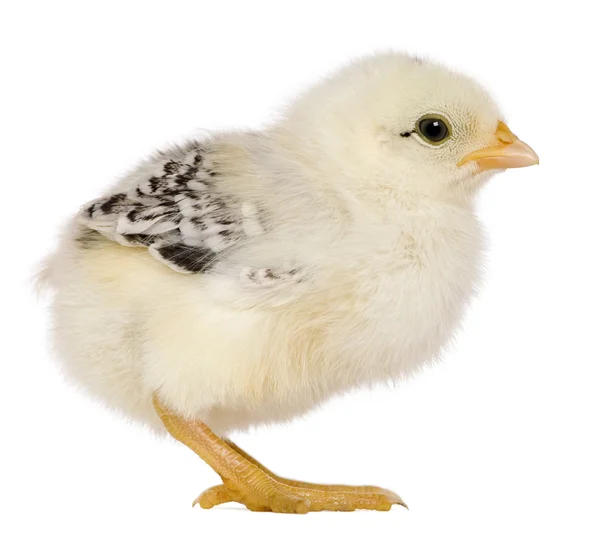Chick, 3 semanas de edad, de pie frente al fondo blanco —  Fotos de Stock