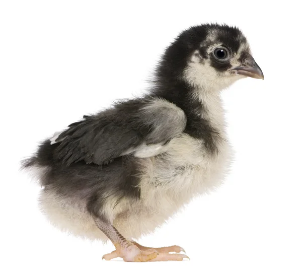 Chick, 3 weeks old, standing in front of white background — Stock Photo, Image
