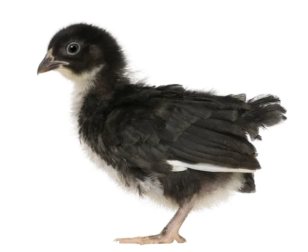 Chick, 3 weeks old, standing in front of white background — Stock Photo, Image